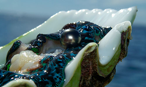 perles Tahiti